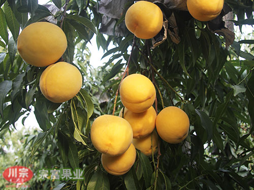 宗富桃树苗基地浅谈桃的疏花疏果时间