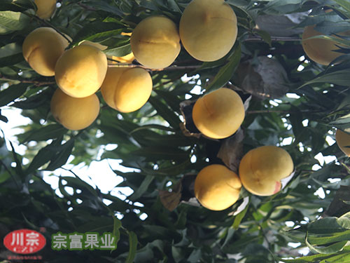 宗富桃树苗基地浅谈桃的疏花疏果时间