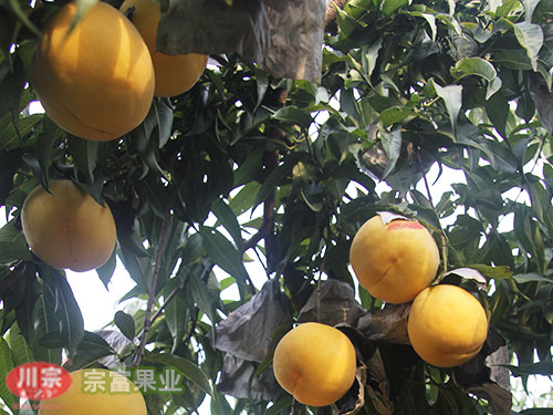 宗富桃树苗基地技师浅析优质丰产主要靠三硬三软