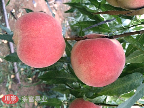 宗富桃树苗基地专家讲解药害造成的果锈