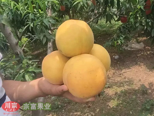 宗富桃树苗基地浅析秋季嫁接有两点