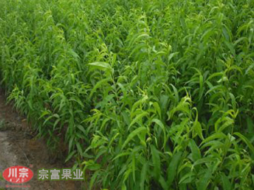 宗富桃树苗基地浅析秋季嫁接有两点