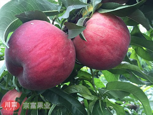 了解桃树苗的树性