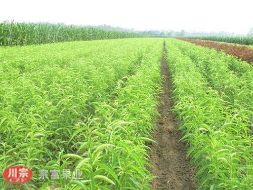 宗富桃树苗基地浅谈:不同果枝的两点修剪方法 宗富桃树苗基地浅谈:不同果枝的两点修剪方法
