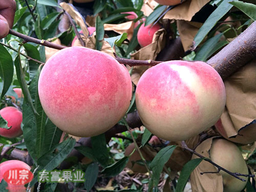 宗富桃树苗基地讲解根腐病的发病症状