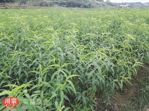 浅析桃树苗真菌性穿孔病的症状
