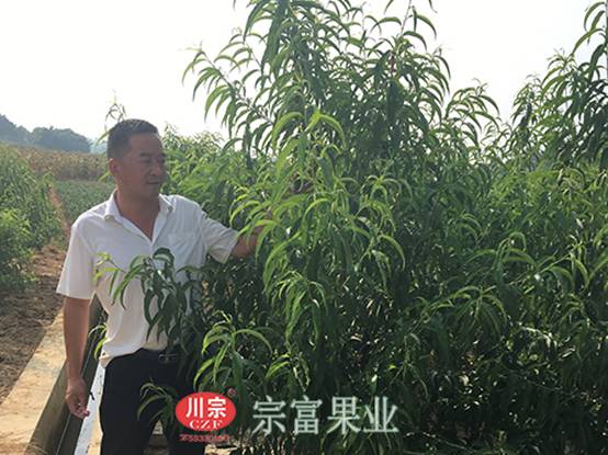 讲解桃树苗真菌性穿孔病防治要点