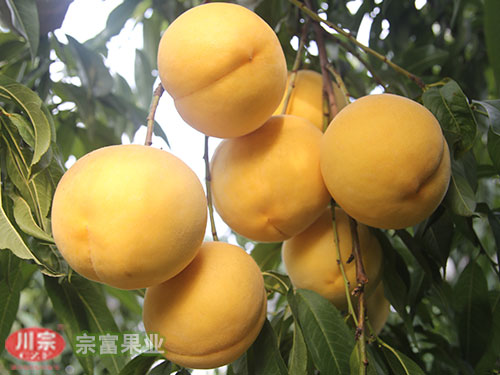 宗富优质桃树苗要注意栽苗深度