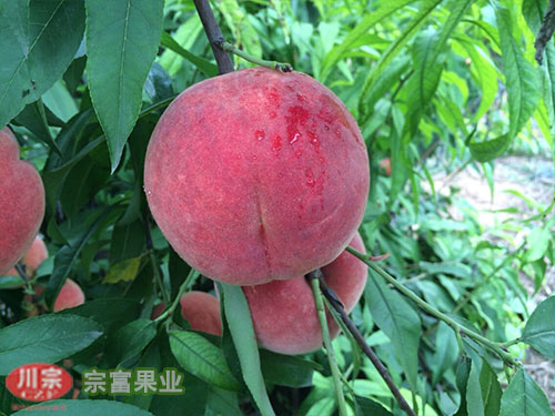 讲解桃树苗生理缺钙现象