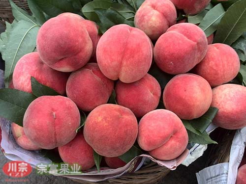 讲解桃树苗生理缺钙现象