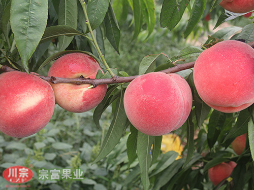 宗富桃树苗基地分析多效唑对花、果的影响