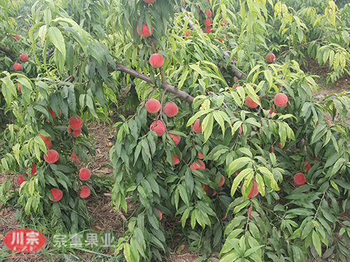 宗富桃树苗基地分析多效唑对花、果的影响