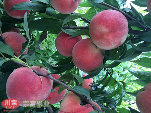 宗富果业邓技师介绍桃树苗良法栽培技术