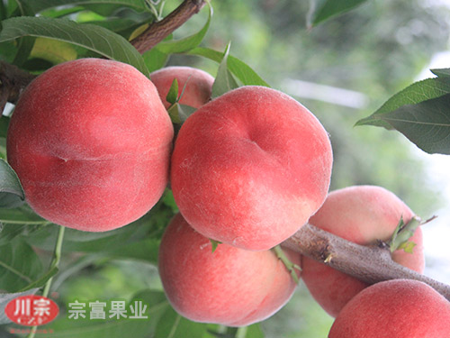 宗富果业浅析桃树苗的短截修剪