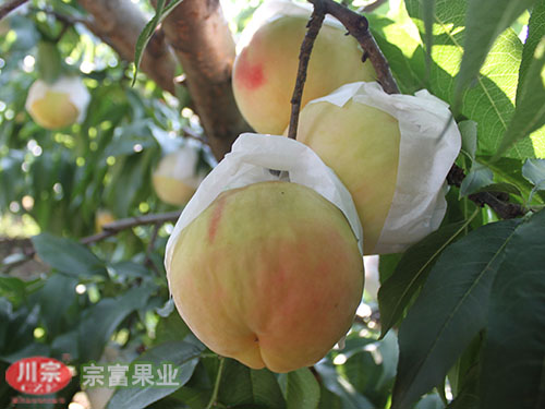 宗富果业分析桃园桃树出现黄叶现象的原因
