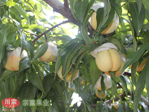 宗富果业分析桃园桃树出现黄叶现象的原因