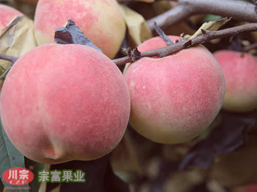 宗富果业浅析桃苗栽培时的病虫害预防