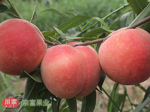 关于宗富桃苗的药剂防治