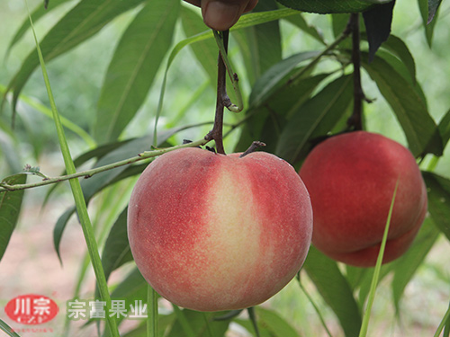关于宗富桃苗的药剂防治