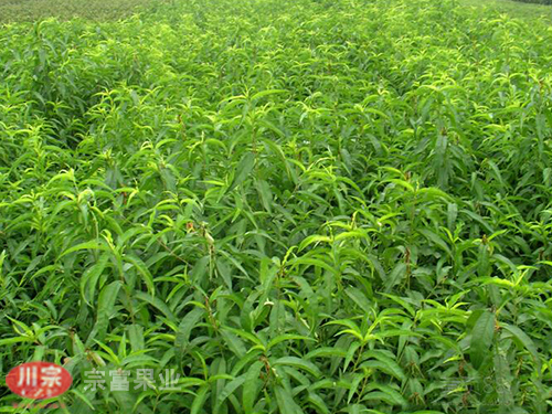 宗富桃树苗基地讲解种植抗寒能力差的果树