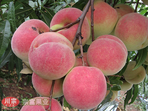 宗富桃树苗基地果技师分析与果树大小年有关的因素（一）