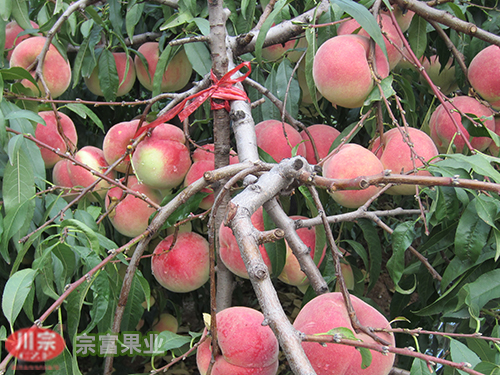 宗富桃树苗基地果技师分析与果树大小年有关的因素（一）