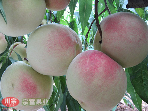 宗富果业分享判断桃树苗弱枝的标准