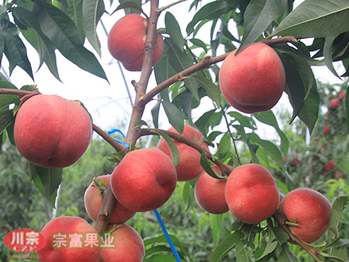 宗富桃树苗基地提醒熟调配石灰水泥黄泥涂白剂