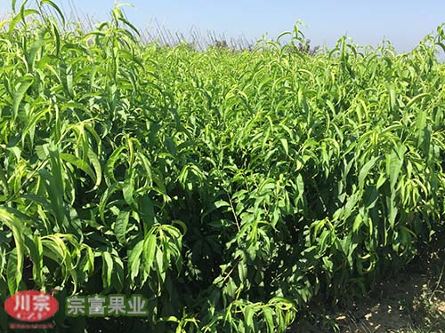 宗富果业果技师讲解桃树的2种树形