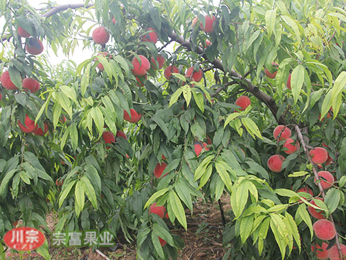 桃树苗基地李技师分析桃树的树体改造