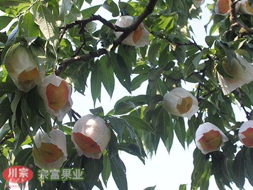 宗富桃树苗果技师讲解树形的选择