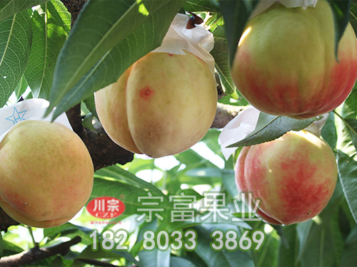 宗富桃树苗果技师讲解树形的选择