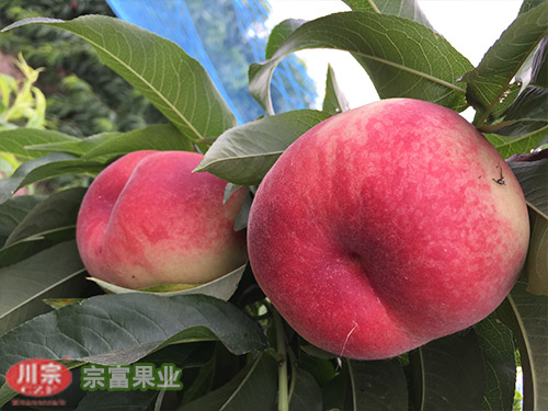 宗富果技师分享桃树苗修剪严控粗大枝组