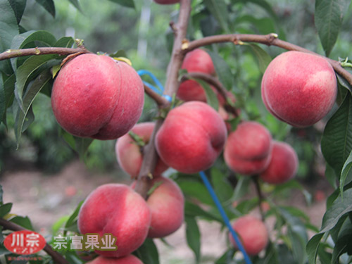我社专家谈到桃树苗基地的肥、水管理（一）