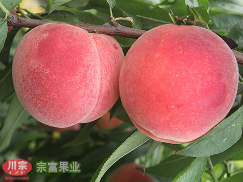我社分享提高桃树苗的光合效率