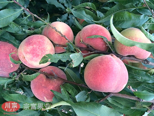 宗富桃树苗基地分析贴字艺术桃贴字的时间和方法