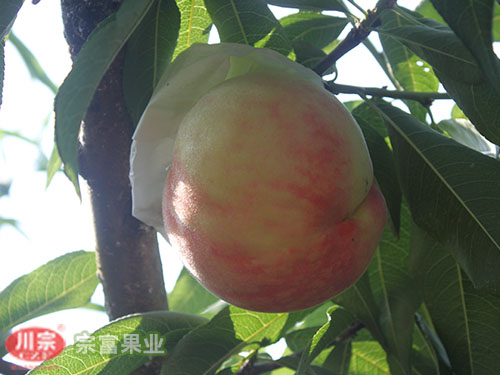 宗富果业分析桃树苗优良性状突出