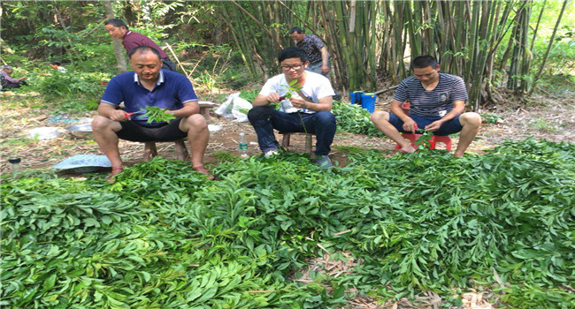 宗富桃树苗基地工作人员进行果苗穗条采集活动