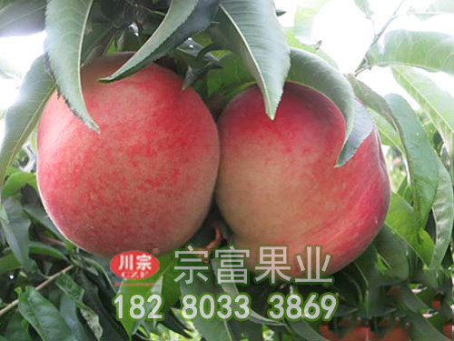 宗富桃树苗基地分享果园常用药品及注意事项（四）