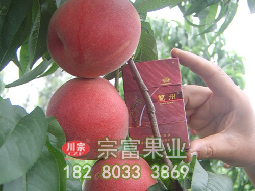 宗富桃树苗基地分享果园常用药品及注意事项（四）