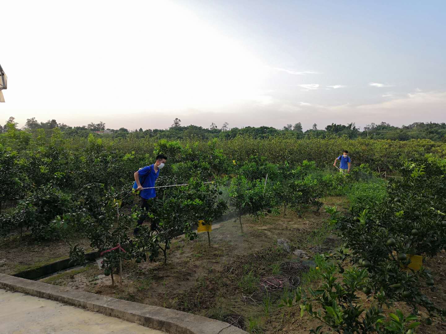 宗富桃树苗基地针对苗圃预防病虫害喷雾农药！