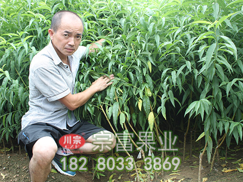 宗富果业浅析果园可以施用氯化钾吗？