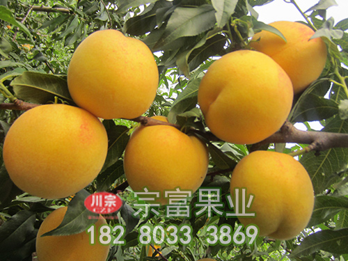 桃树苗定植后的管理维护