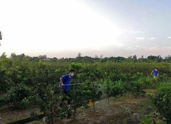 宗富桃树苗基地提前喷施药剂预防果苗不定期病虫害