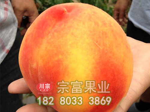 宗富桃树苗告知吃桃得到哪些营养物质