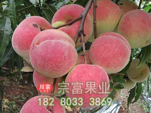 秋季是映霜红桃苗施肥的黄金时期