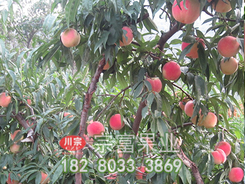 冬季栽培桃苗记住六个知识点