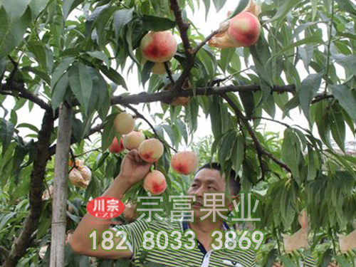 桃树苗夏季有哪些病害