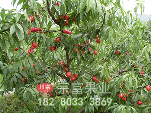 秋季怎么更好的把握桃树苗施肥深度