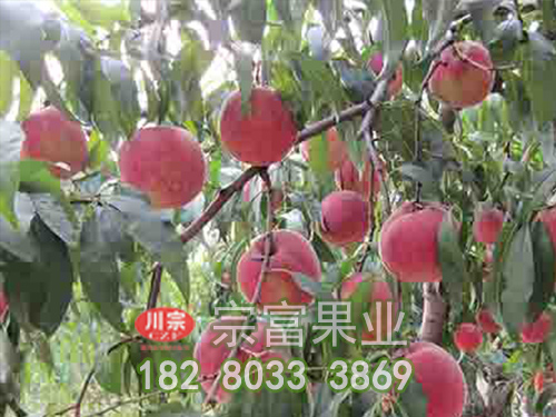 桃树苗春季管理技术